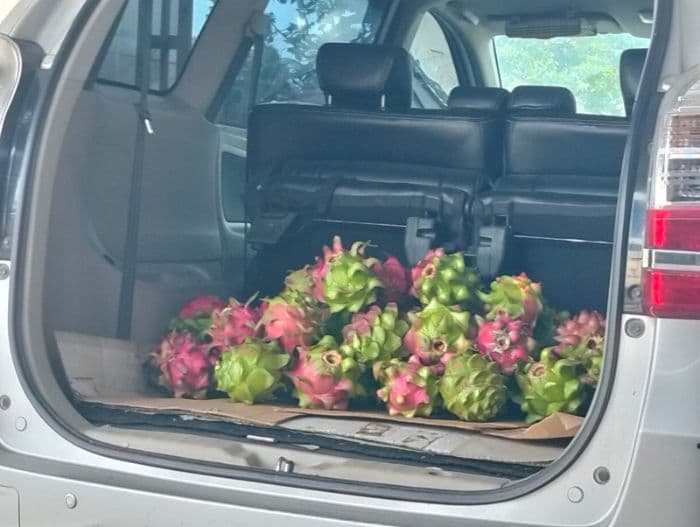 desa_sei_sijenggi_jadi_sentra_buah_naga_pasok_pasar_sumut_setiap_hari