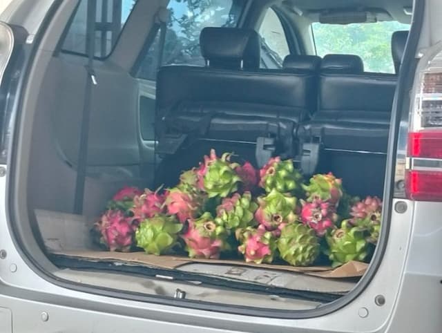 desa_sei_sijenggi_jadi_sentra_buah_naga_pasok_pasar_sumut_setiap_hari