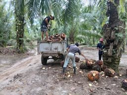 harga_sawit_simalungun_naik_ke_rp2950_per_kg_petani_justru_keluhkan_musim_trek