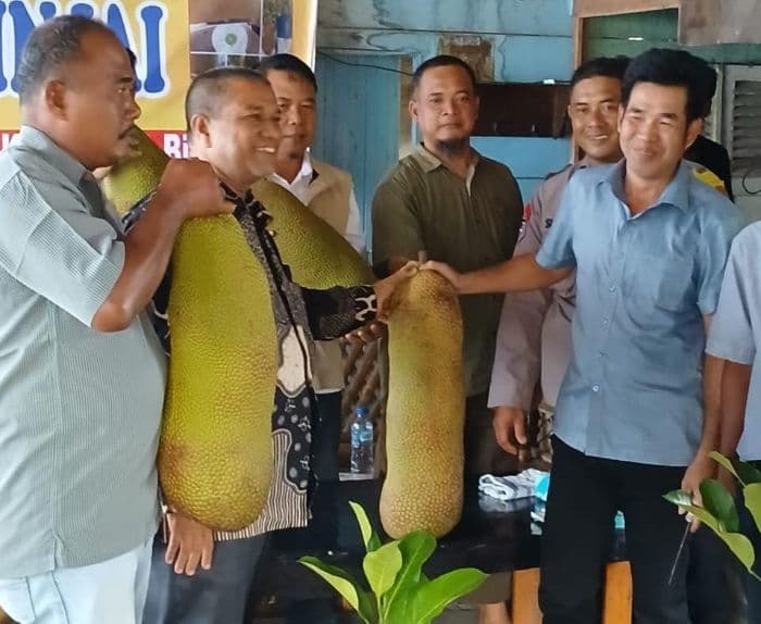 petani_vietnam_berkunjung_ke_binjai_belajar_budidaya_cempedak_guling