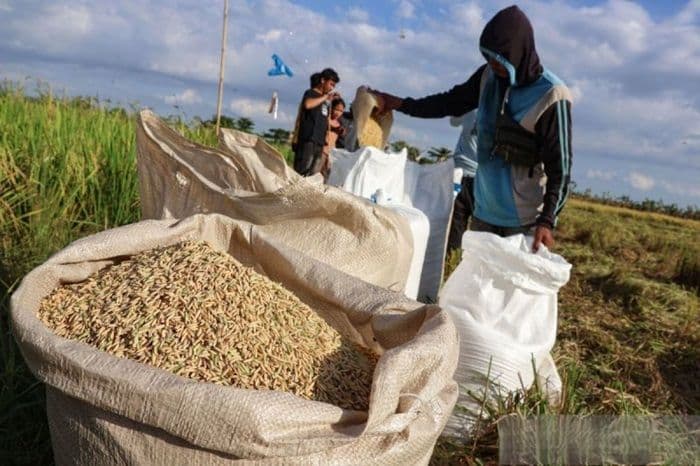hadapi_el_nino_kementan_gelontorkan_autp_untuk_100_ribu_ha_lahan_padi_petani_cukup_bayar_rp36_ribu_