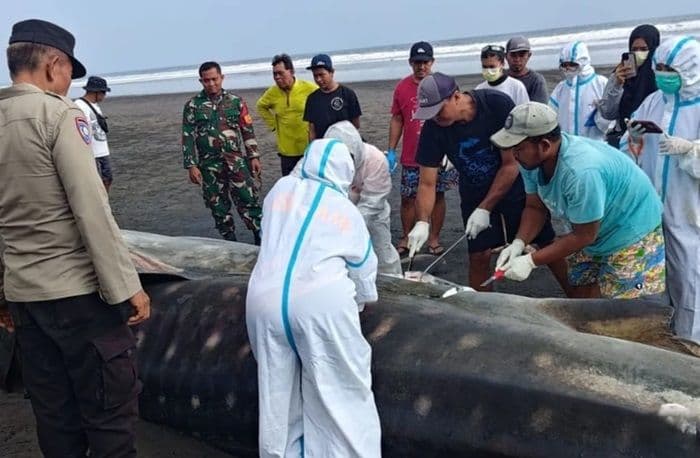 hiu_paus_terdampar_di_jembrana_ditemukan_sudah_mati_dan_dikubur_di_pantai_