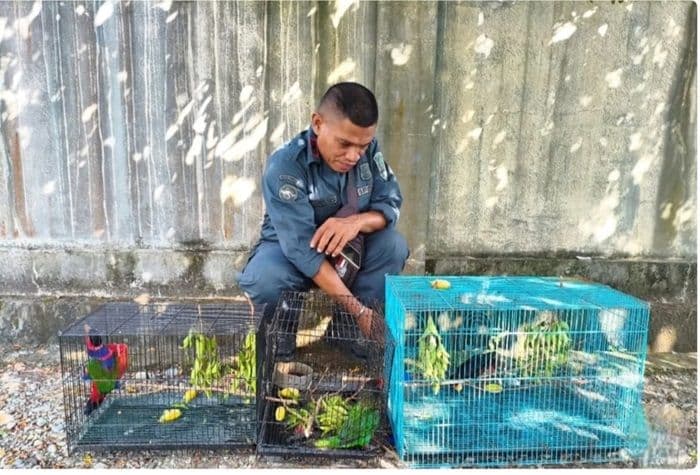 kemenhut_tetapkan_3_tersangka_jual_beli_satwa_endemik_papua_di_media_sosial_