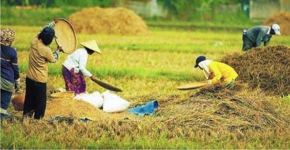 indonesia_dorong_penguatan_koperasi_pertanian_asean_untuk_hadapi_ancaman_el_nino