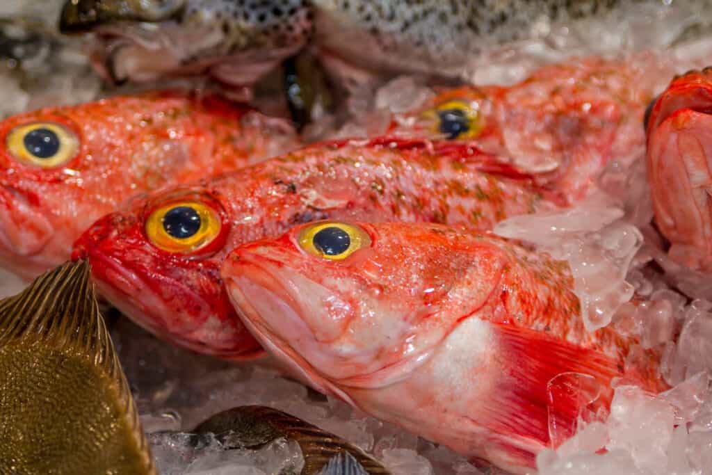 lima_jenis_ikan_yang_dihindari_chef_termasuk_nila