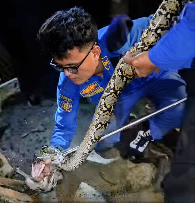 ular_tiga_meter_sembunyi_di_kandang_itik_evakuasi_berlangsung_satu_jam