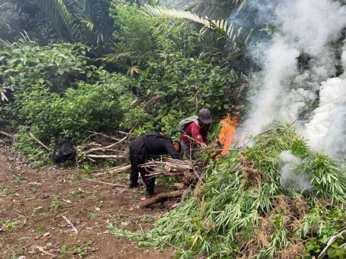 brimob_polda_sumut_musnahkan_10_hektare_ladang_ganja_di_madina