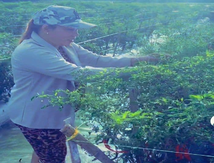 guru_di_deli_serdang_raup_ratusan_juta_dari_bertani_misnah_buktikan_tani_bukan_pekerjaan_kuno
