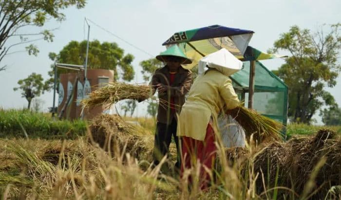 pemerintah_siapkan_plafon_kur_pertanian_rp300_triliun_pada_2026