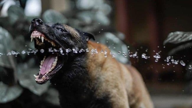 anjing_pitbul_lepas_dan_serang_warga_dairi_7_korban_alami_luka_serius_