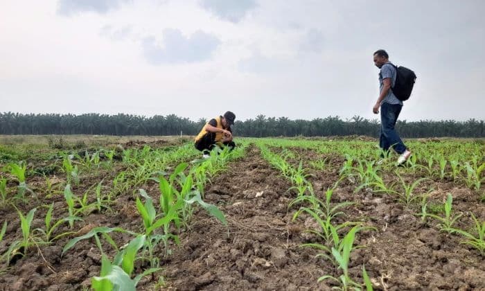 dukung_ketahanan_pangan_polres_batu_bara_cek_tanaman_jagung_di_kebun_lonsum_