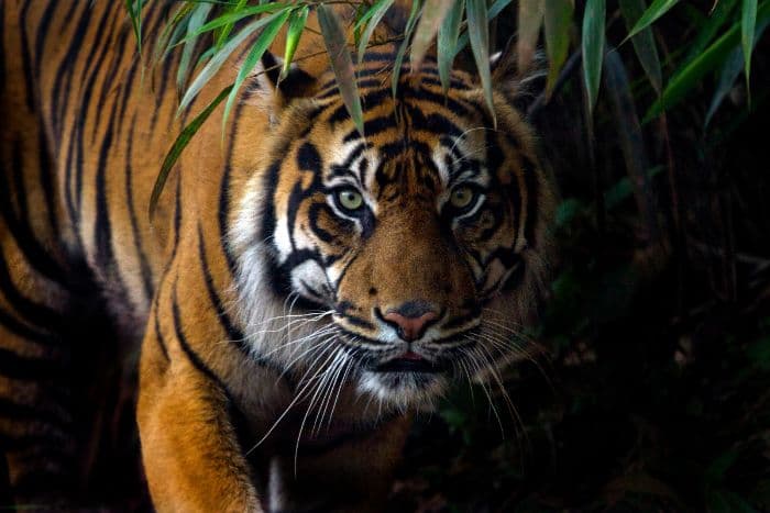 babiat_sitelpang_harimau_yang_dianggap_ompungnya_orang_batak