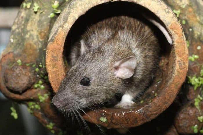 brin_waspadai_potensi_kembalinya_wabah_pes_di_indonesia