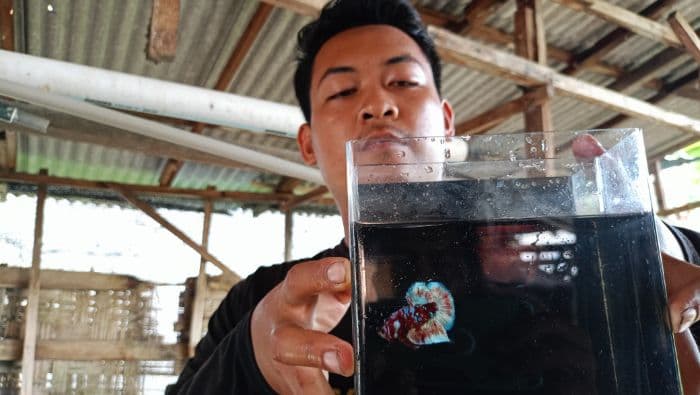 berawal_dari_hobi_jadi_rezeki_pemuda_langkat_sukses_ekspor_ikan_cupang_hias