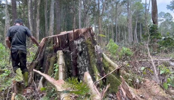 pembalakan_liar_di_hutan_lindung_harangan_repa_bukti_lemahnya_pengawasan_negara_