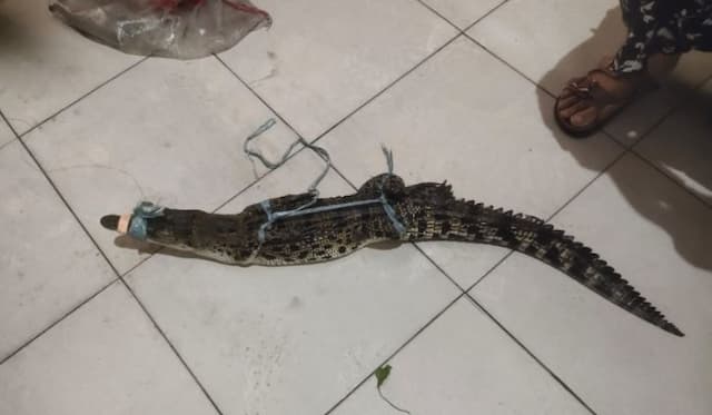 kemunculan_anak_buaya_di_jalan_rakutta_sembiring_siantar_hebohkan_warga