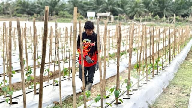 perjuangan_abdul_rozzaq_pulihkan_lahan_pertanian_pascabanjir_sumatra_2025