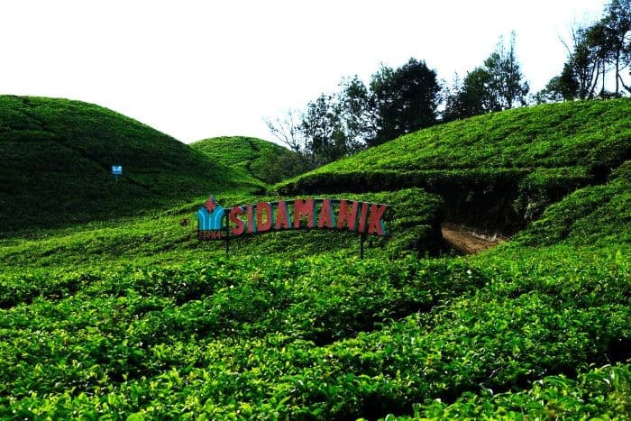 konversi_kebun_teh_sidamanik_ke_sawit_ditolak_dpp_himapsi