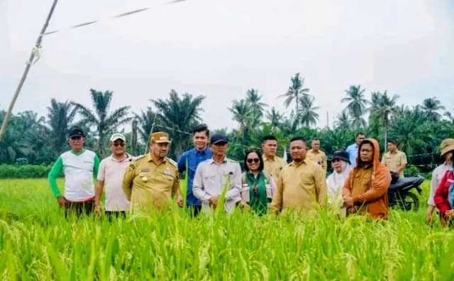 pemkab_batu_bara_terapkan_program_pmaas_untuk_tingkatkan_hasil_panen_padi