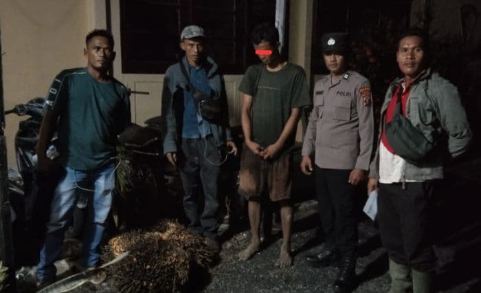 pemuda_21_tahun_di_tapteng_kedapatan_curi_sawit_milik_perusahaan_perkebunan_pt_cpa_