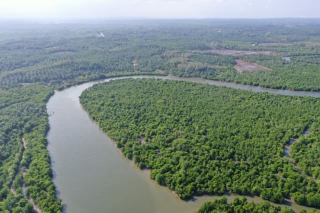 pt_dpm_tanam_198_ribu_pohon_mangrove_dukung_kelestarian_lingkungan_dan_das