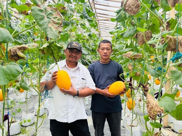 melonkholis_farm_di_pematangsiantar_tawarkan_wisata_petik_melon_hidroponik_rp45_ribu_per_kilogram