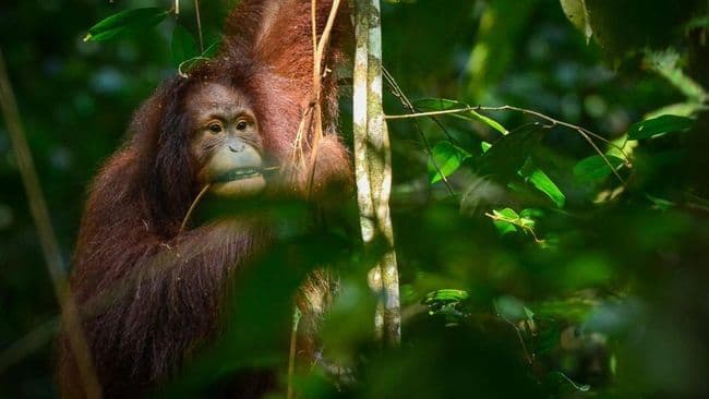 banjir_sumut_dan_keberlangsungan_orangutan_terancam