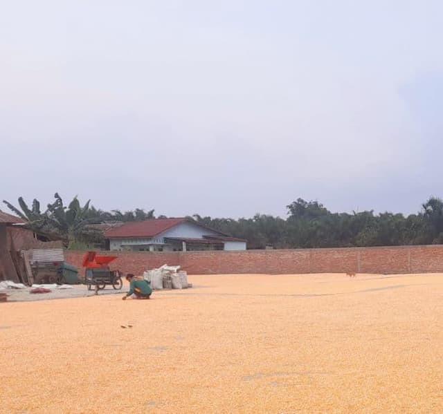 bulog_siantar_belum_serap_hasil_panen_petani_ini_alasannya