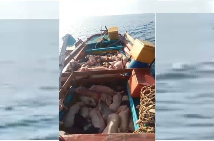tni_al_gagalkan_penyelundupan_ratusan_babi_ilegal_di_perairan_nias