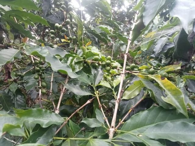 penelitian_as_dan_kementan_produksi_kopi_dari_toba_lebih_tinggi_