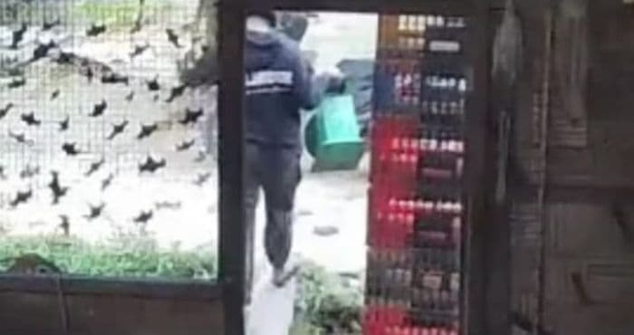 maling_beraksi_di_lokasi_potong_ayam_terekam_kamera_pengawas