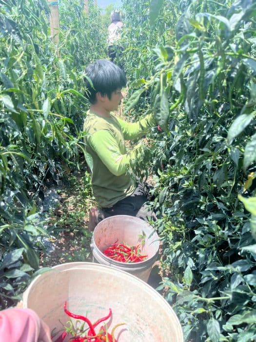 harga_turun_petani_karo_dukung_penjualan_cabai_ke_luar_daerah
