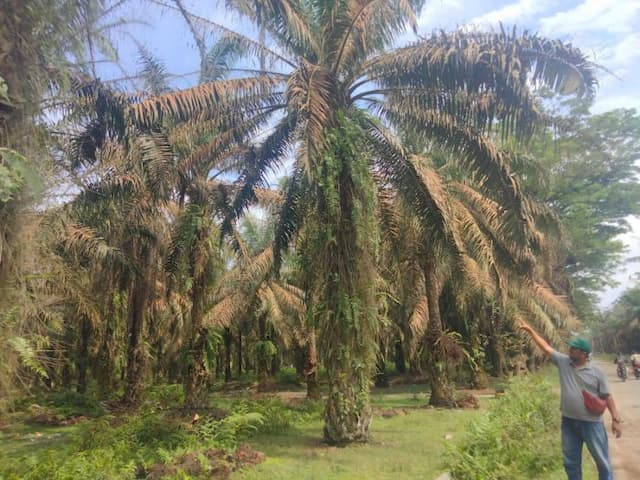 kebun_ptpn_iv_di_asahan_diserang_ulat_api