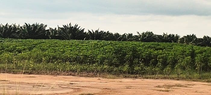 bkad_batu_bara_sebut_belum_ada_penyewa_lahan_di_belakang_kantor_bupati