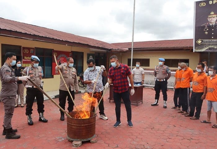 polres_taput_musnahkan_2049_gram_ganja_hasil_tangkapan_dari_4_tersangka