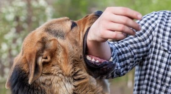 kasus_gigitan_hewan_penular_rabies_meningkat_dinkes_dairi_klaim_vaksin_kini_tersedia_