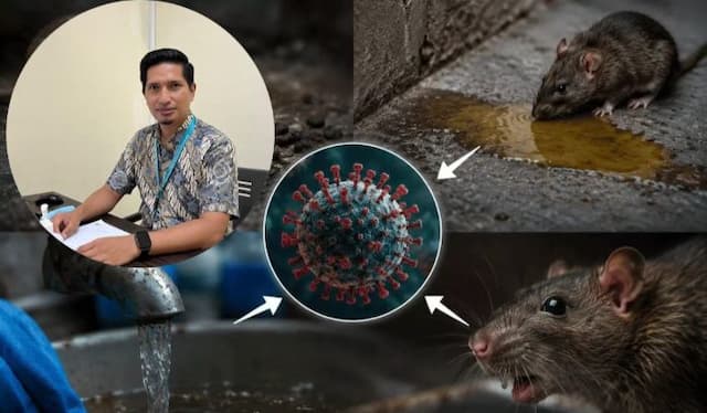 penularan_hantavirus_ke_manusia_melalui_kotoran_dan_air_liur_tikus_