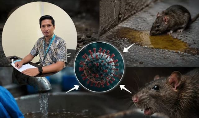 waspadai_gejala_hantavirus_hps_serang_paru_hfrs_ganggu_ginjal