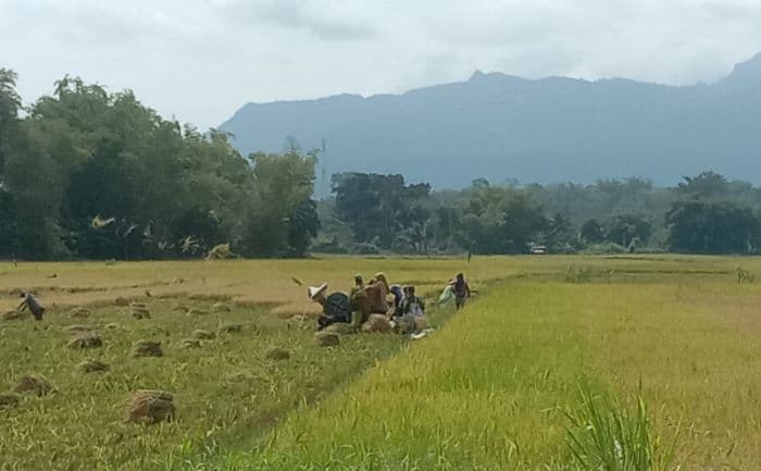 harga_gabah_di_porsea_naik_lagi_petani_nikmati_dampak_persaingan_pengepul
