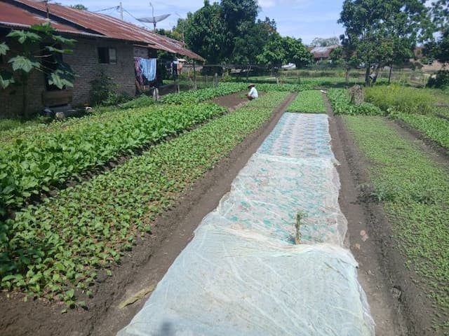 harga_sawi_hijau_naik_petani_di_karang_bangun_raup_untung_besar
