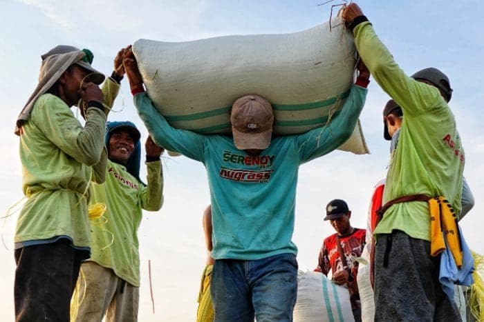 panen_raya_picu_penurunan_harga_beras_di_sumut_diprediksi_hingga_2026