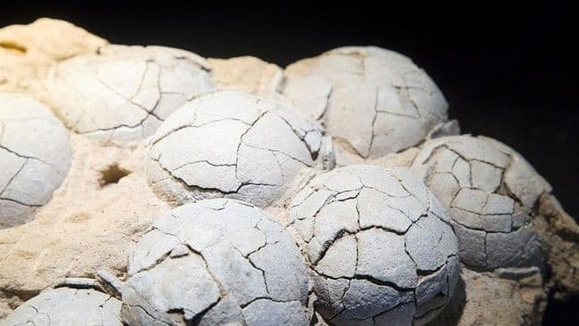 fosil_telur_dinosaurus_berusia_86_juta_tahun_ditemukan_di_china