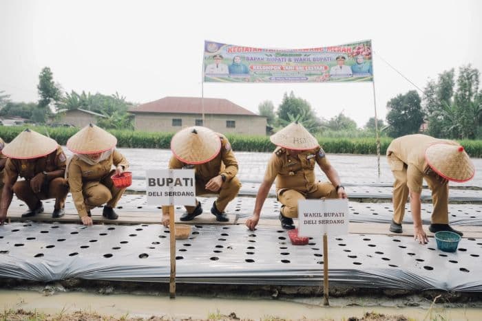deli_serdang_uji_budidaya_bawang_merah_100_kg_bibit_ditarget_hasilkan_1_ton
