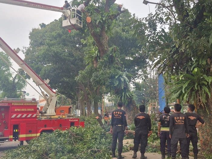 setelah_menelan_dua_korban_pemko_binjai_akhirnya_pangkas_pohon_lapuk_di_lapangan_merdeka_