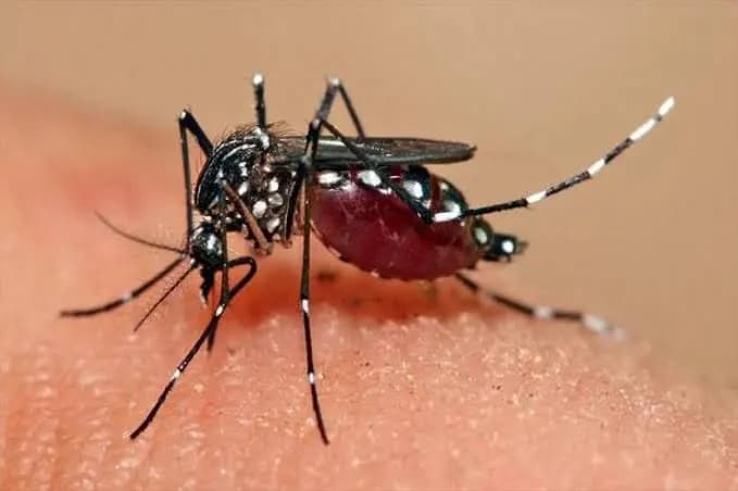 ilmuwan_ciptakan_toilet_nyamuk_untuk_deteksi_virus_lebih_dini