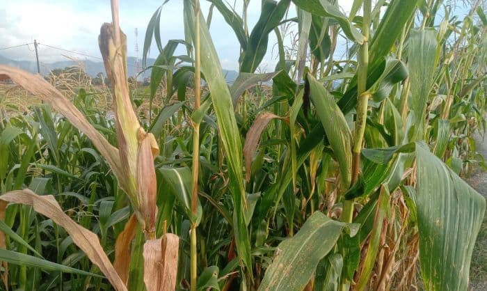 petani_bersyukur_harga_jagung_pipil_kering_di_toba_tembus_rp7000_per_kilogram