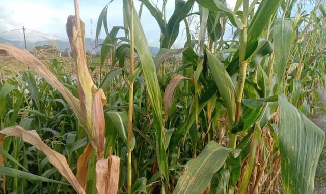 petani_bersyukur_harga_jagung_pipil_kering_di_toba_tembus_rp7000_per_kilogram