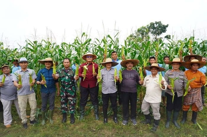 lapas_narkotika_langkat_gelar_panen_raya_jagung_program_ketahanan_pangan