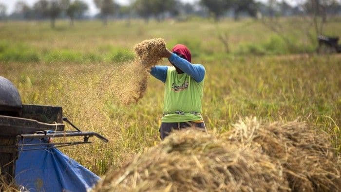 swasembada_beras_bisa_terkendala_jika_harga_gabah_anjlok