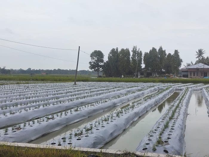 harga_cabai_merah_anjlok_petani_deli_serdang_beralih_ke_padi